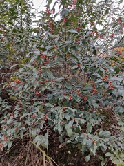 Ilex chinensis