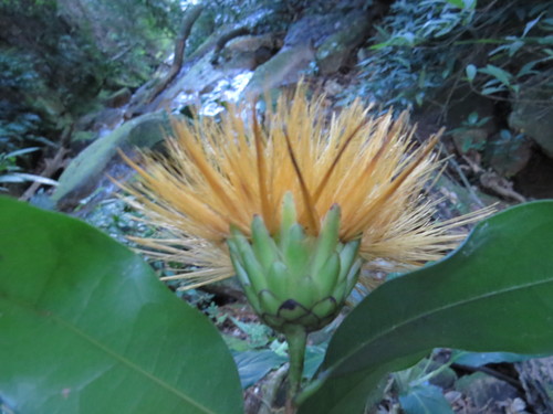 Stifftia chrysantha