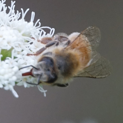 Apis mellifera