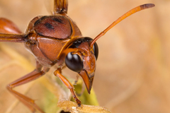 Delta dimidiatipenne