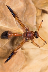 Delta dimidiatipenne