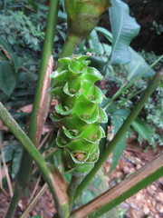 Goeppertia cylindrica, photograph Victor Farjalla Pontes, CC BY, iNaturalist via GBIF