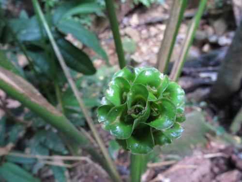Goeppertia cylindrica, photograph 5
