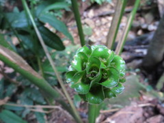 Goeppertia cylindrica, photograph Victor Farjalla Pontes, CC BY, iNaturalist via GBIF
