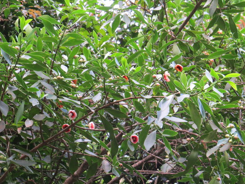 Clusia lanceolata (Clusia lanceolata)