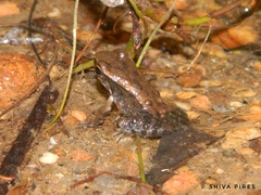 Crossodactylus