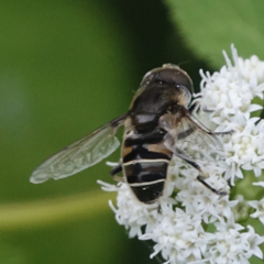 Eristalis dimidiata