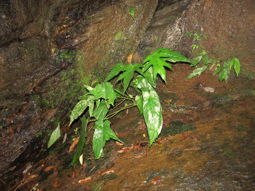 Dorstenia ramosa