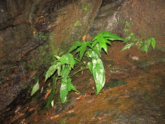 Dorstenia ramosa