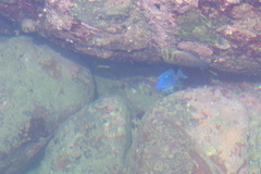 Microspathodon dorsalis