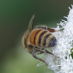 Apis mellifera