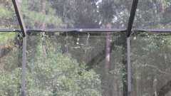 Haliaeetus leucocephalus leucocephalus