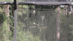 Haliaeetus leucocephalus leucocephalus