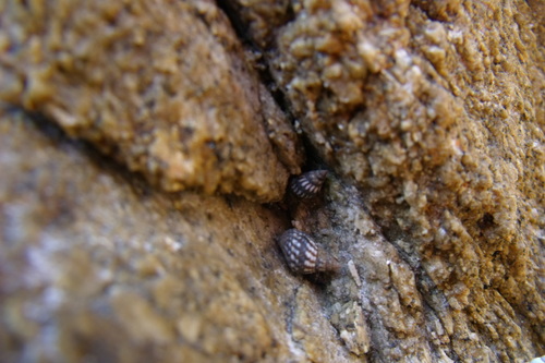 Echinolittorina aspera
