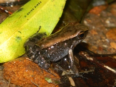 Crossodactylus