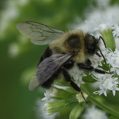 Bombus impatiens