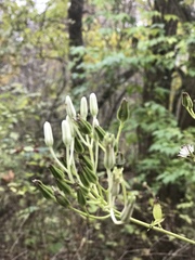 Arnoglossum plantagineum