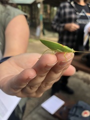 Listroscelidinae