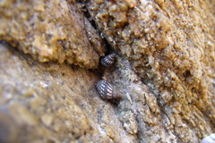 Echinolittorina aspera