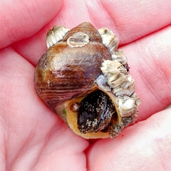 Gastropoda