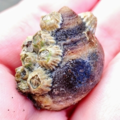Gastropoda