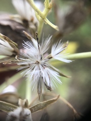 Arnoglossum plantagineum