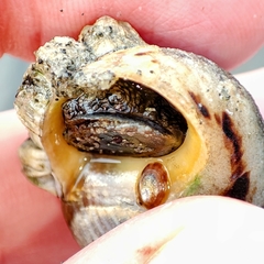 Gastropoda