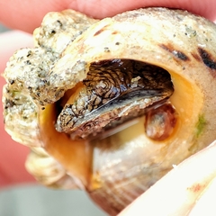 Gastropoda