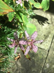 Tricyrtis