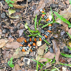 Micrurus altirostris