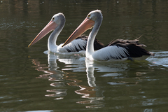 Pelecanus conspicillatus