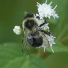 Bombus impatiens