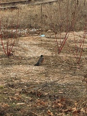 Turdus migratorius