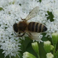 Apis mellifera