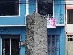 Zonotrichia capensis