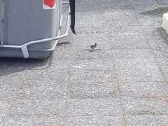 Zonotrichia capensis