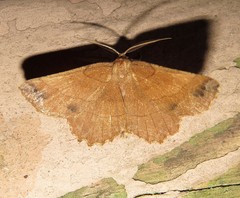 Euchlaena johnsonaria