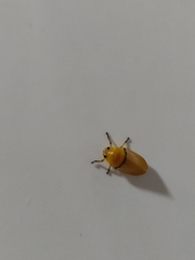 Monecphora cingulata