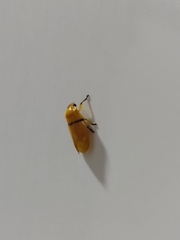 Monecphora cingulata