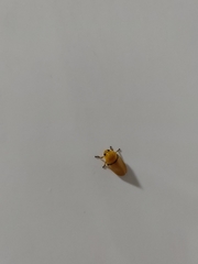 Monecphora cingulata