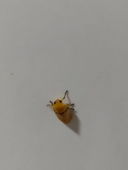Monecphora cingulata