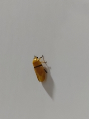Monecphora cingulata