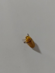 Monecphora cingulata
