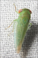 Rosopaella leurensis