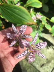 Tricyrtis