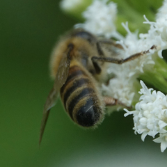 Apis mellifera