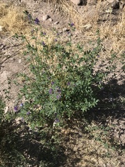 Medicago sativa sativa