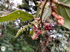 Gaultheria acuminata
