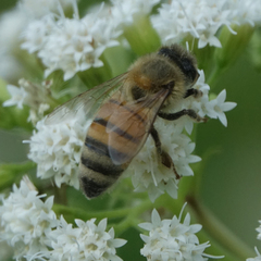 Apis mellifera