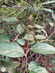 Gaultheria acuminata